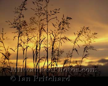 Photograph of Sunset Wheat from www.MilwaukeePhotos.com (C) Ian Pritchard